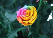 🌹Rainbow Rose Seeds