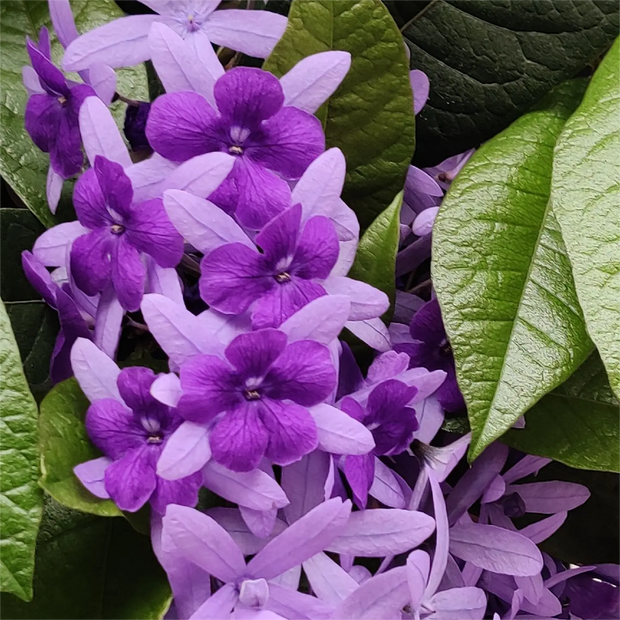 🌿WISTERIA FLOWER SEEDS--NATURE'S PURPLE ELEGANCE
