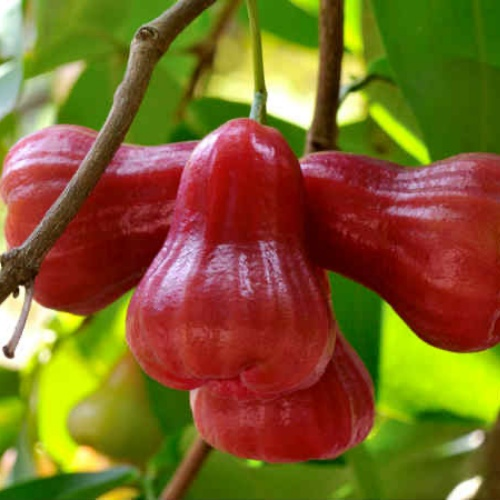 🔥HOT SALE-Wax-apple Fruit Seeds🍹