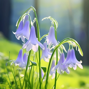 🧚‍♂️🔔Bluebell—The Lucky Bell Of Fairies