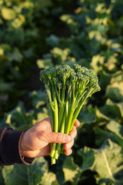 Broccoli Raab🥦: A Perfect Blend of Easy Planting and Delicious Eating🌱