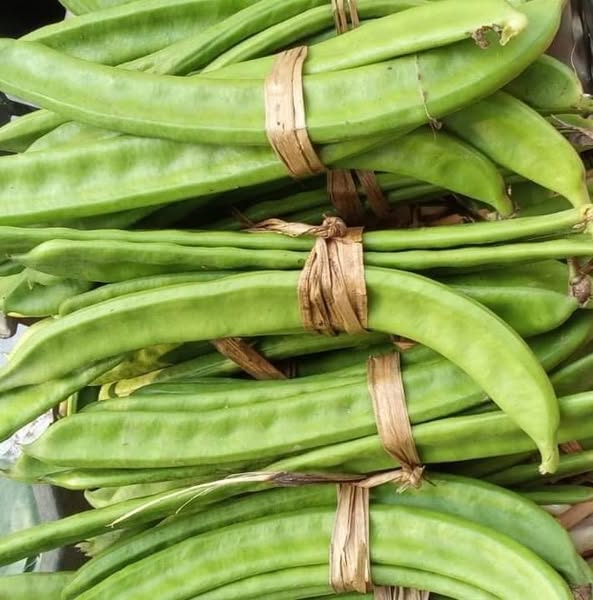 Giant Green Bean Seeds🌱🌾