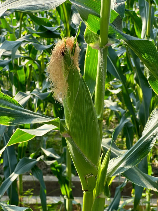Black Corn Seeds-Organic Maiz Morado