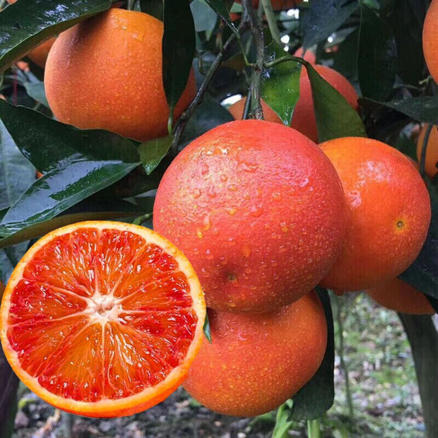 🍊Red Flesh Blood Orange Seeds(Can be potted)