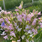 🧚‍♂️🔔Bluebell—The Lucky Bell Of Fairies