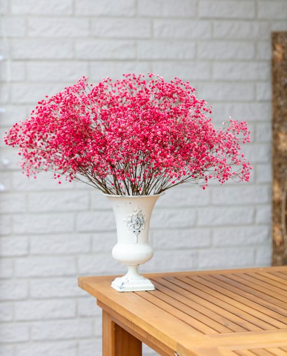 🌟Gypsophila—Sky Full Of Stars