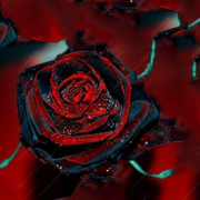 bag Black Rose Flower Colorful Rose Petals Plant Seeds for Home Garden