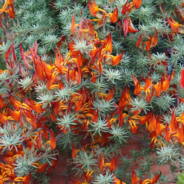 🦜Parrot's Beak Lotus Japonicus Seeds🌿