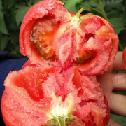 Hair Pink Tomato Seeds
