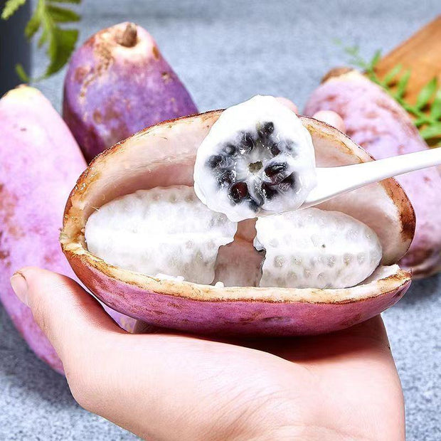 Stauntonia Latifolia Seeds-Organic Food😍