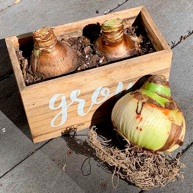 Amaryllis Bulbs - Beautiful Fairy