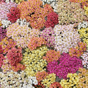 Swamp Milkweed Seeds - Mix