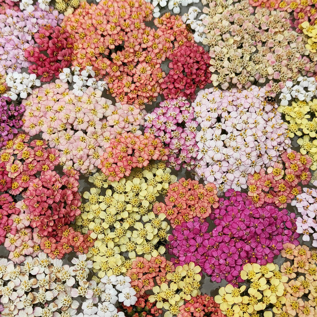 Swamp Milkweed Seeds - Mix