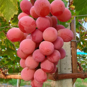 🍇Queen Nina Grape Seeds-Non-GMO