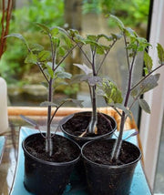 50/100 Organic Indigo Rose Tomato Seeds, Heirloom, Non-GMO, Solanum Lycopersicum😍