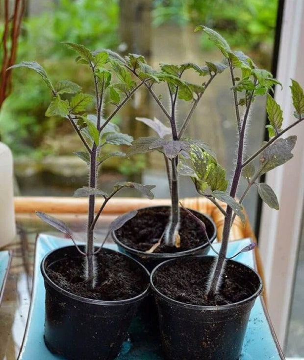 50/100 Organic Indigo Rose Tomato Seeds, Heirloom, Non-GMO, Solanum Lycopersicum😍