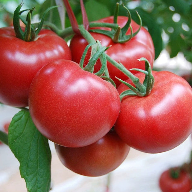 Hair Pink Tomato Seeds