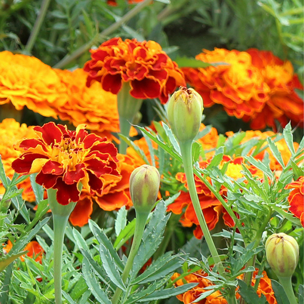 Good Companion For Vegetable Garden:Mixed French Marigold Seeds