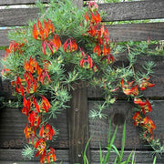 🦜Parrot's Beak Lotus Japonicus Seeds🌿