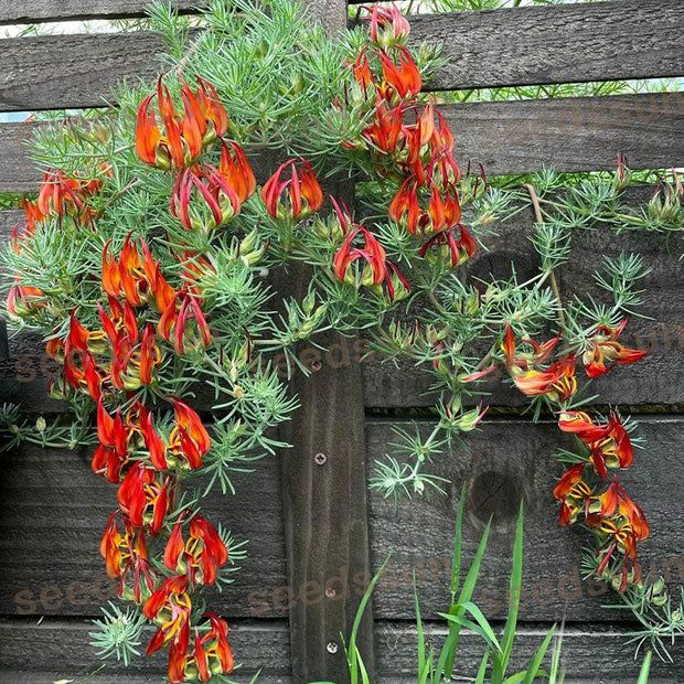 🦜Parrot's Beak Lotus Japonicus Seeds🌿