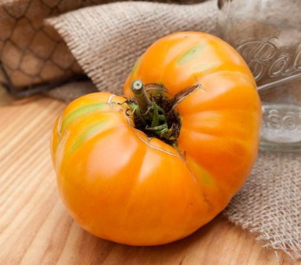 🍅Amana Orange Heirloom Tomato Seeds - Large Tomato