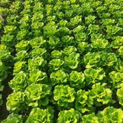🌱🌱Organic Green Lettuce Seeds