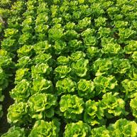 🌱🌱Organic Green Lettuce Seeds