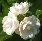 Cape Jasmine Seeds-50% OFF