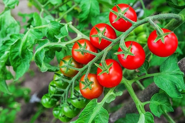 Tomato Supersweet 100 F1 Hybrid Seeds🍅