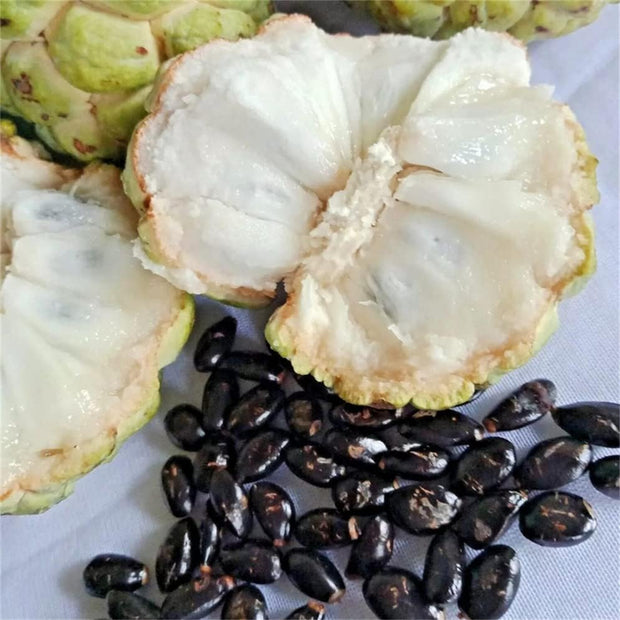Custard Apple Annona Squamosa Seeds - Sugar Apple, Sweetsop