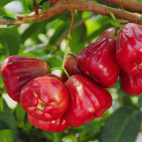 🔥HOT SALE-Wax-apple Fruit Seeds🍹
