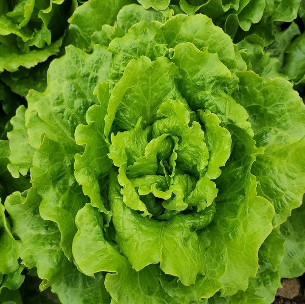 🌱🌱Organic Green Lettuce Seeds