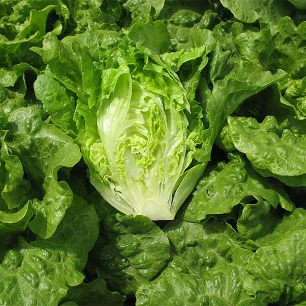 🌱🌱Organic Green Lettuce Seeds