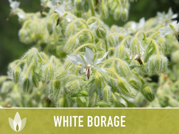 White Borage Seeds - Heirloom Seeds, Edible Flower Seeds, Medicinal Herb Seeds, Culinary Herb Seeds, Open Pollinated, Non-GMO