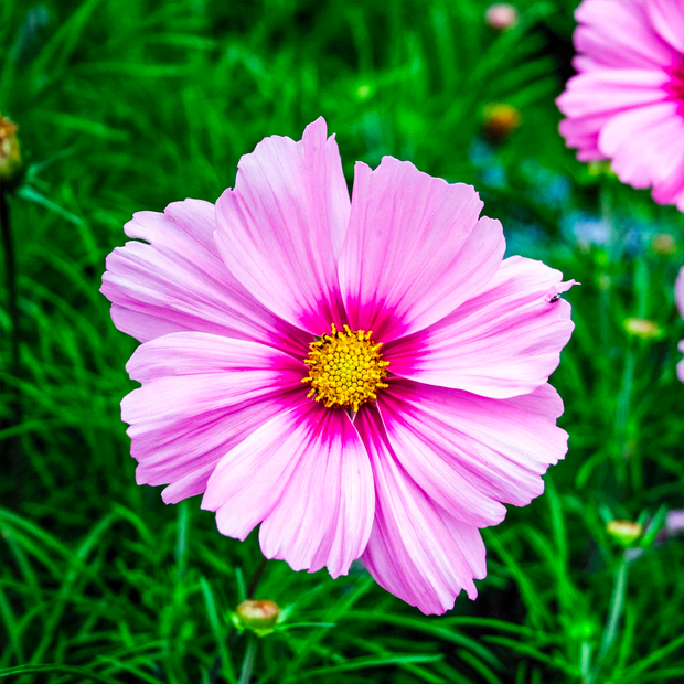 Crazy For Mixed Cosmos Flower Seed