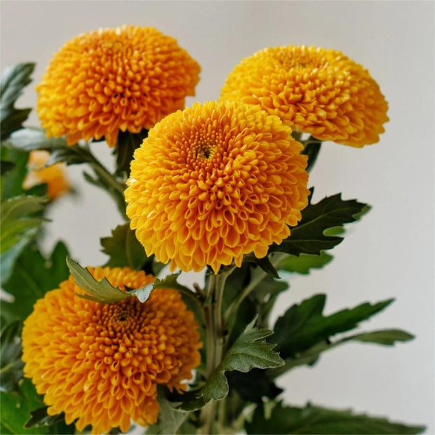 🏵️Colorful Ping Pong Chrysanthemum Seeds