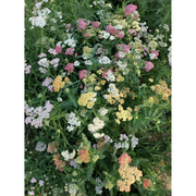 Swamp Milkweed Seeds - Mix