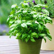 Nine Layer Tower Basil Seeds