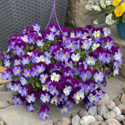 🌺Premium Pansy Seeds
