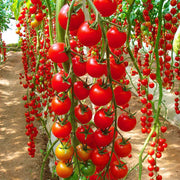 Waterfall Tomato Seeds