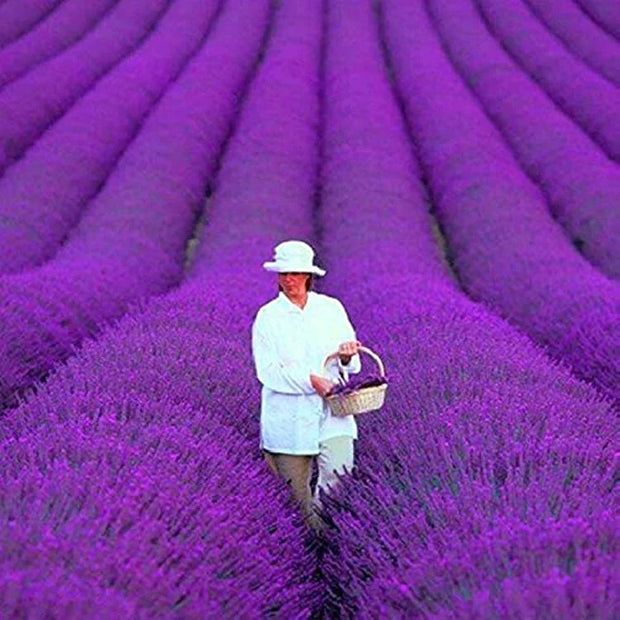 Last Day Sale - 60% OFF💐Provence Lavender Seeds Fragrant Organic Flower Seeds Home Garden Bonsai Plant