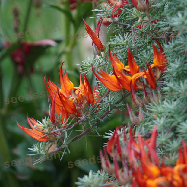 🦜Parrot's Beak Lotus Japonicus Seeds🌿