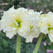 Amaryllis Bulbs - Afrey