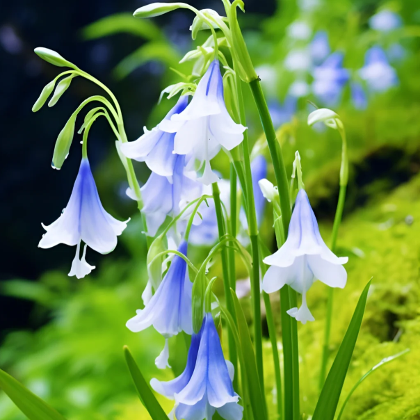🧚‍♂️🔔Bluebell—The Lucky Bell Of Fairies