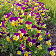 🌺Premium Pansy Seeds
