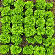 🌱🌱Organic Green Lettuce Seeds