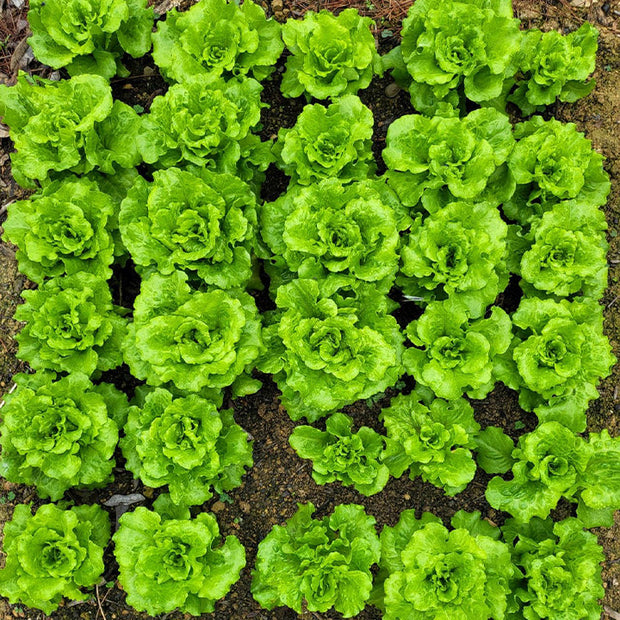 🌱🌱Organic Green Lettuce Seeds