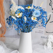 🌟Gypsophila—Sky Full Of Stars