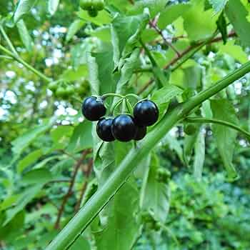 Solanum nigrum Seeds, Black Nightshade Seeds