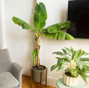 🔥Last Day Sale - 60% OFF 🍌Rare Fruit Seeds for Planting 100 Banana Tree Seeds for Planting